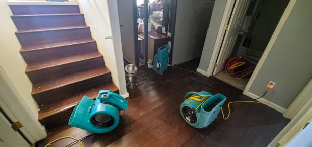 Best Basement water damage restoration  in Mount Morris, IL